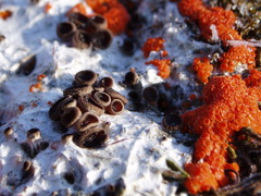 Pseudombrophila guldeniae