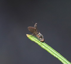 Docidomyia