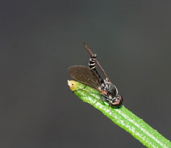 Docidomyia