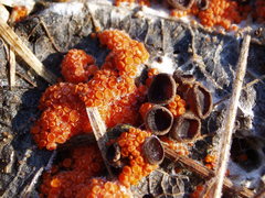 Pseudombrophila guldeniae