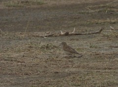 Calandrella brachydactyla