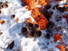 Pseudombrophila guldeniae