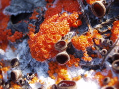 Pseudombrophila guldeniae