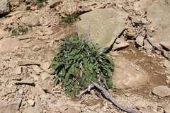 Psephellus hypoleucus