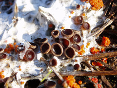 Pseudombrophila guldeniae