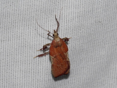 Galasa nigripunctalis