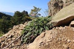 Psephellus hypoleucus