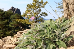 Psephellus hypoleucus