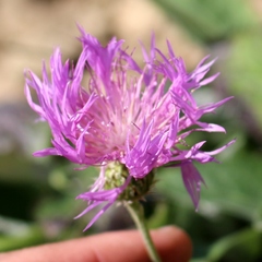 Psephellus hypoleucus