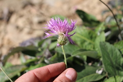 Psephellus hypoleucus