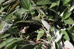 Psephellus hypoleucus