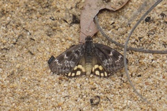 Synemon leucospila