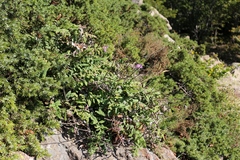 Psephellus leucophyllus