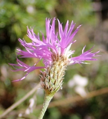 Psephellus leucophyllus