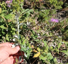 Psephellus leucophyllus