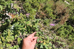 Psephellus leucophyllus