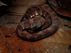 Dipsas indica indica