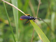 Protichneumon