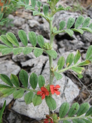 Indigofera linnaei