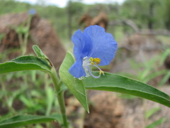 Commelina ensifolia
