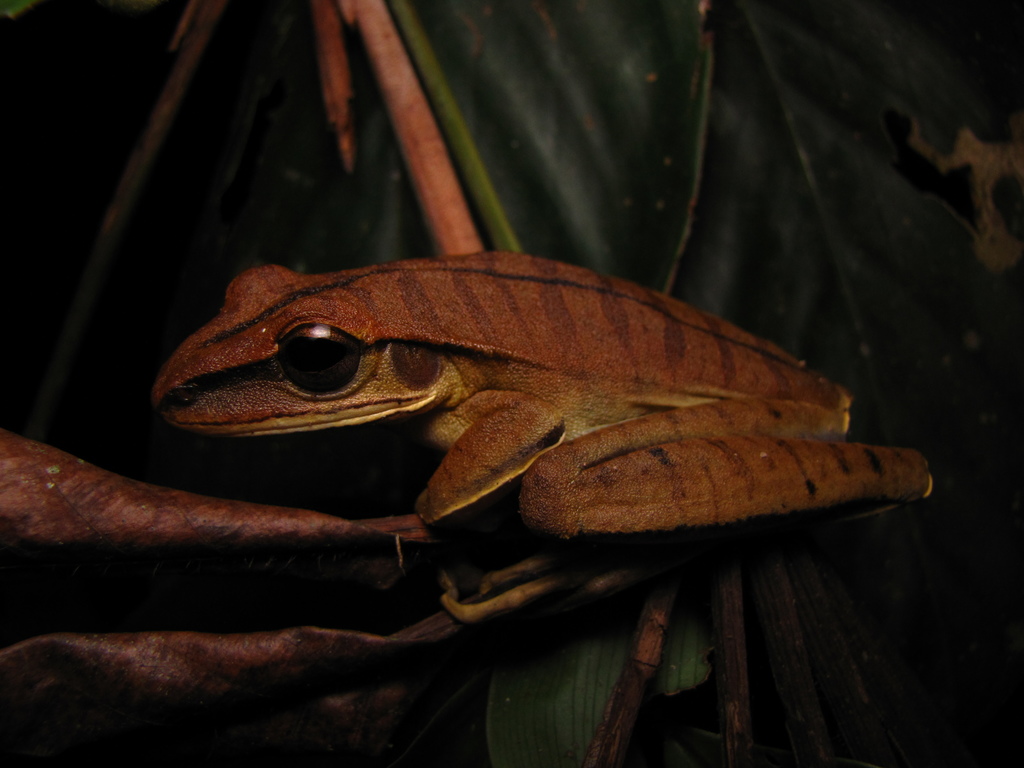 White-Lipped Tree Frog