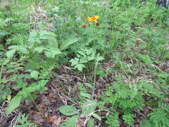 Tephroseris porphyrantha