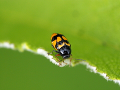 Cryptocephalus anticus