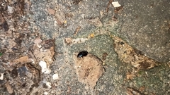 Coleoptera