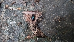 Coleoptera