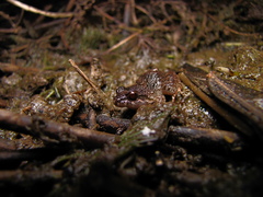 Leptodactylus leptodactyloides