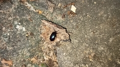 Coleoptera