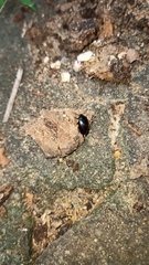 Coleoptera