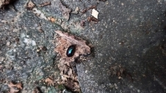 Coleoptera