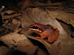 Leptodactylus mystaceus