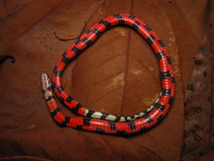 Erythrolamprus taeniogaster