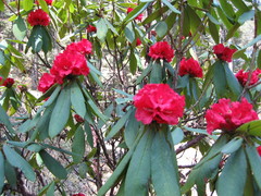 Rhododendron barbatum