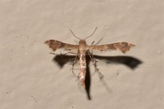 Nippoptilia cinctipedalis