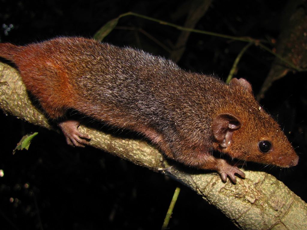 Amazonian Red-Sided Opossum