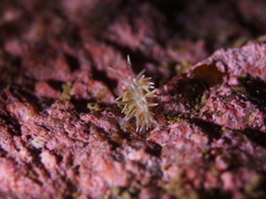 Rubramoena rubescens