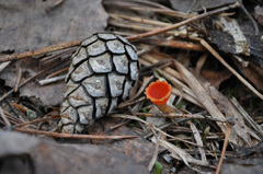 Microstoma protractum