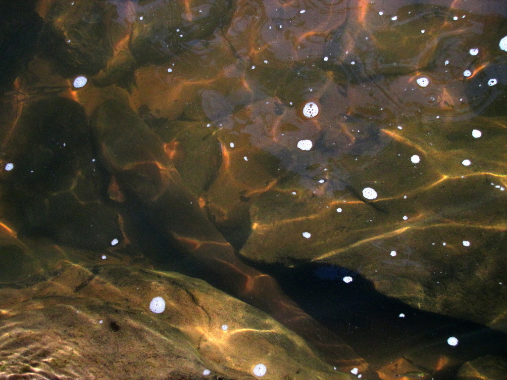 Volta's Electric Eel