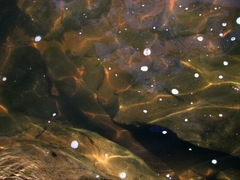 Volta's Electric Eel photo 1