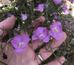 Agalinis strictifolia