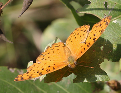 Phalanta phalantha phalantha