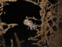 Rubramoena rubescens