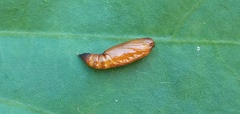 Mapeta xanthomelas