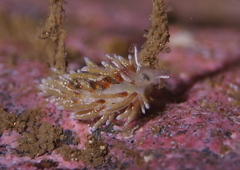 Rubramoena rubescens