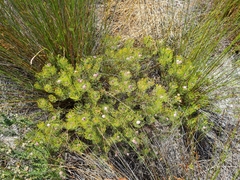 Serruria fasciflora