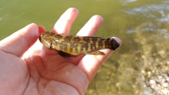 Tridentiger bifasciatus