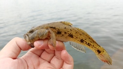 Glossogobius olivaceus